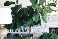 Is My Fiddle Leaf Fig Growing Too Fast? Care Tips & Signs
