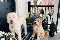 Life Lately: Dog Adventures, Moving Updates, and Daily Life