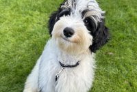 Life Lately: Meet Finnegan — Welcome to Our Home