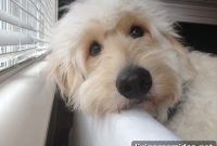 Spring Grooming: Jack the Goldendoodle’s Haircut and Our New Dyson Animal