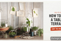 Terrariums and Small-Space Urban Gardening Ideas for Apartments