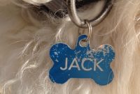 A Day with Jack the Goldendoodle: Home Routine & Playtime