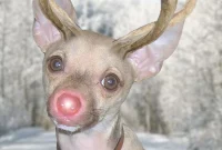Dog Dressed as Reindeer Christmas Cards: Cute Holiday Photo Cards