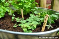How to Grow an Herb Garden in a Metal Tub for Small Spaces