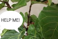 Fiddle-Leaf Fig Emergency: How to Save Your Sick Plant Quickly