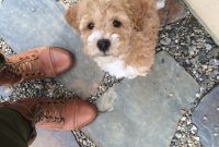 Living with Pets at Home: Meet Bella, Our Loving Rescue