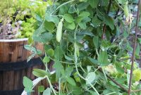 Backyard Garden Update: New Plants, Layout, and Progress