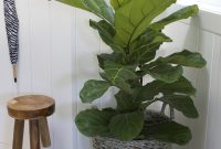 Fiddle Leaf Fig Care: How to Help Your Plant Thrive
