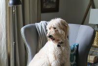 Share Your Pet Photos with Pets at Home