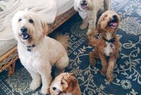 Doodles at Home: Creative Indoor Activities and Care Tips