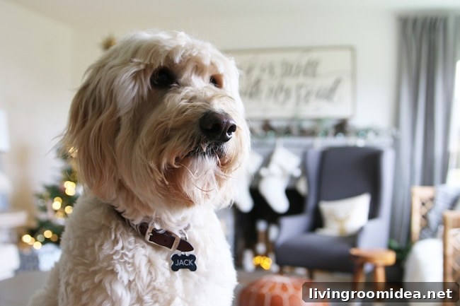 jack-the-goldendoodle-at-christmas