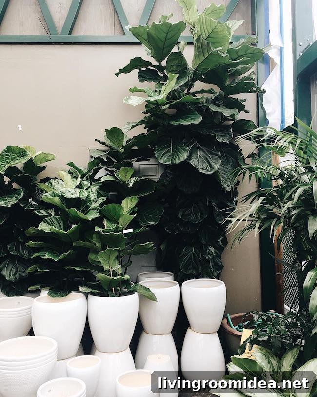 Fiddle leaf fig at nursery