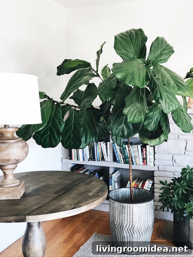 Growing fiddle leaf fig