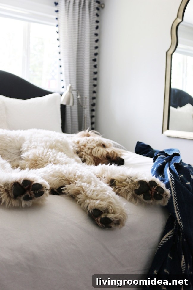 Coastal Cottage Guest Room. Jack the Goldendoodle