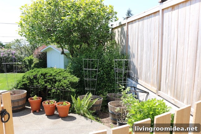 Container vegetable garden - barrels and pots