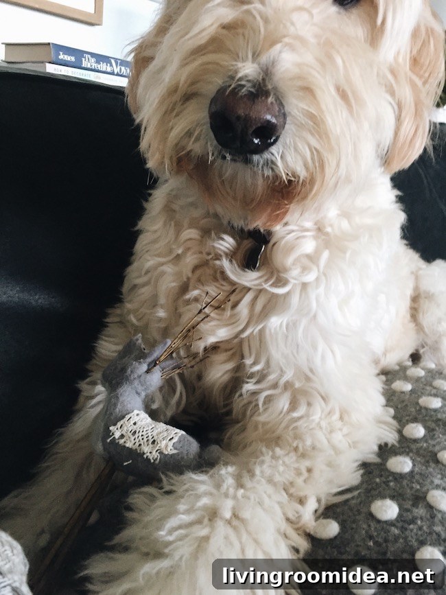 Jack the Goldendoodle