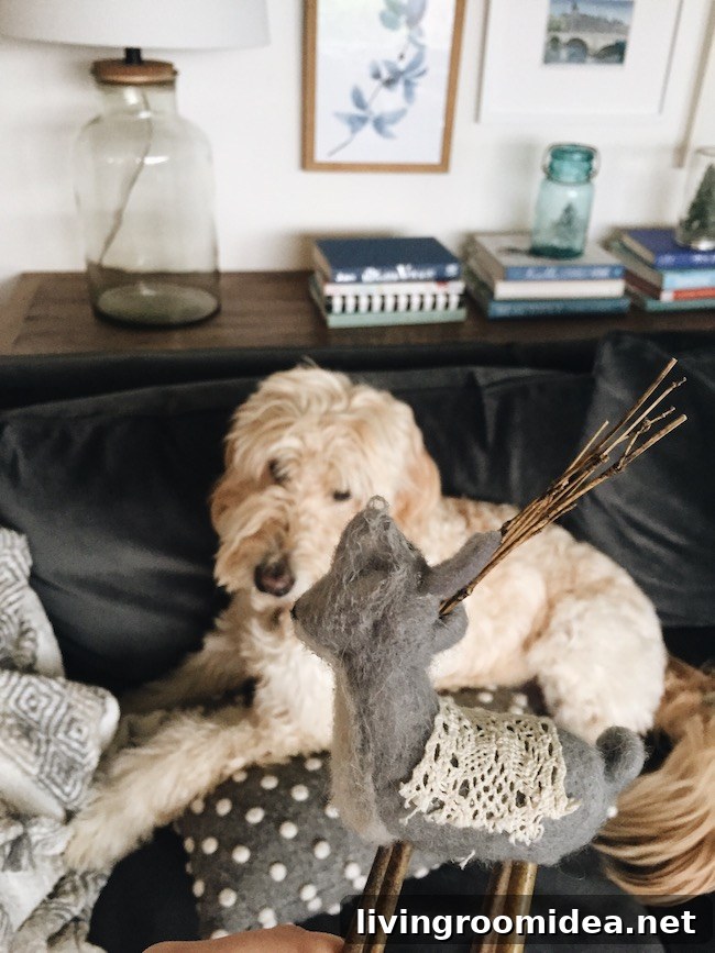 Jack the Goldendoodle