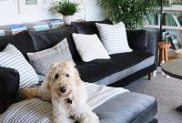 Keeping a Tidy Home When You Have Dogs: Practical Cleaning Tips