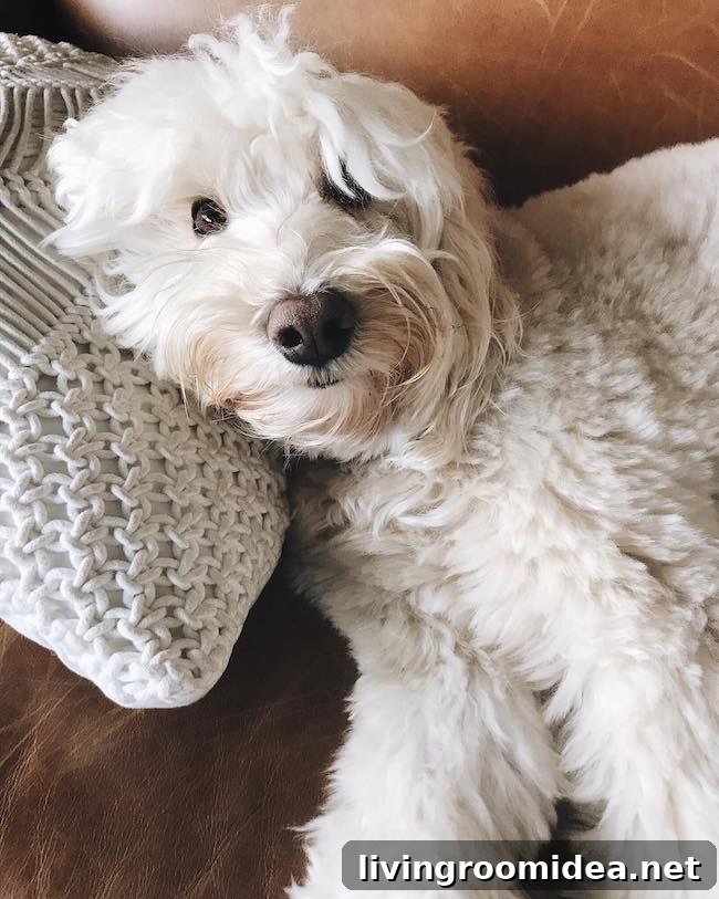 Keeping a Clean Home When You Have Dogs: Practical Tips 11 img 110323 10 2