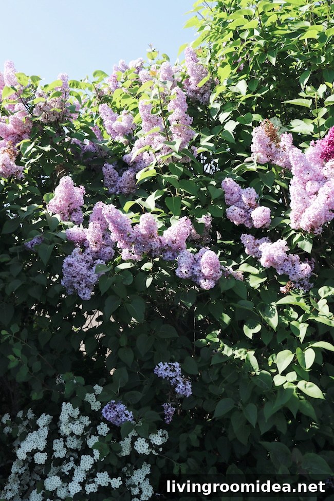 Lilac Plant Scents: Garden Therapy for Relaxation and Mood Boost 4 img 111559 3 1