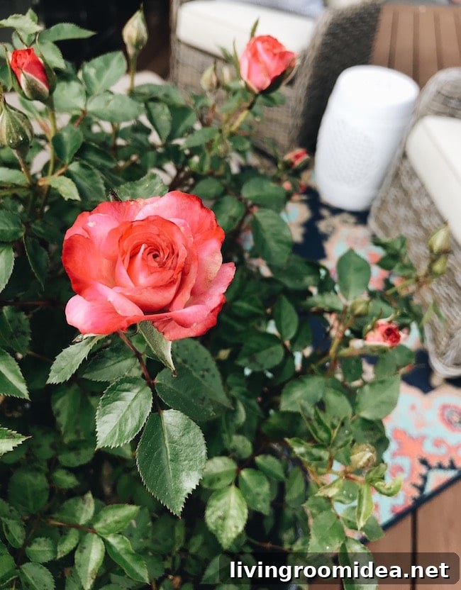 Gateless in Seattle: Urban Gardening and Community Growth 11 Miniature roses