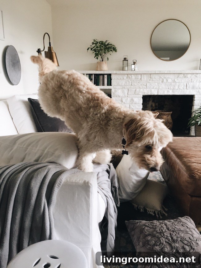 My York Pottery Barn White Slipcovered Sofa — FAQs and Care Tips 7 Dogs and white furniture