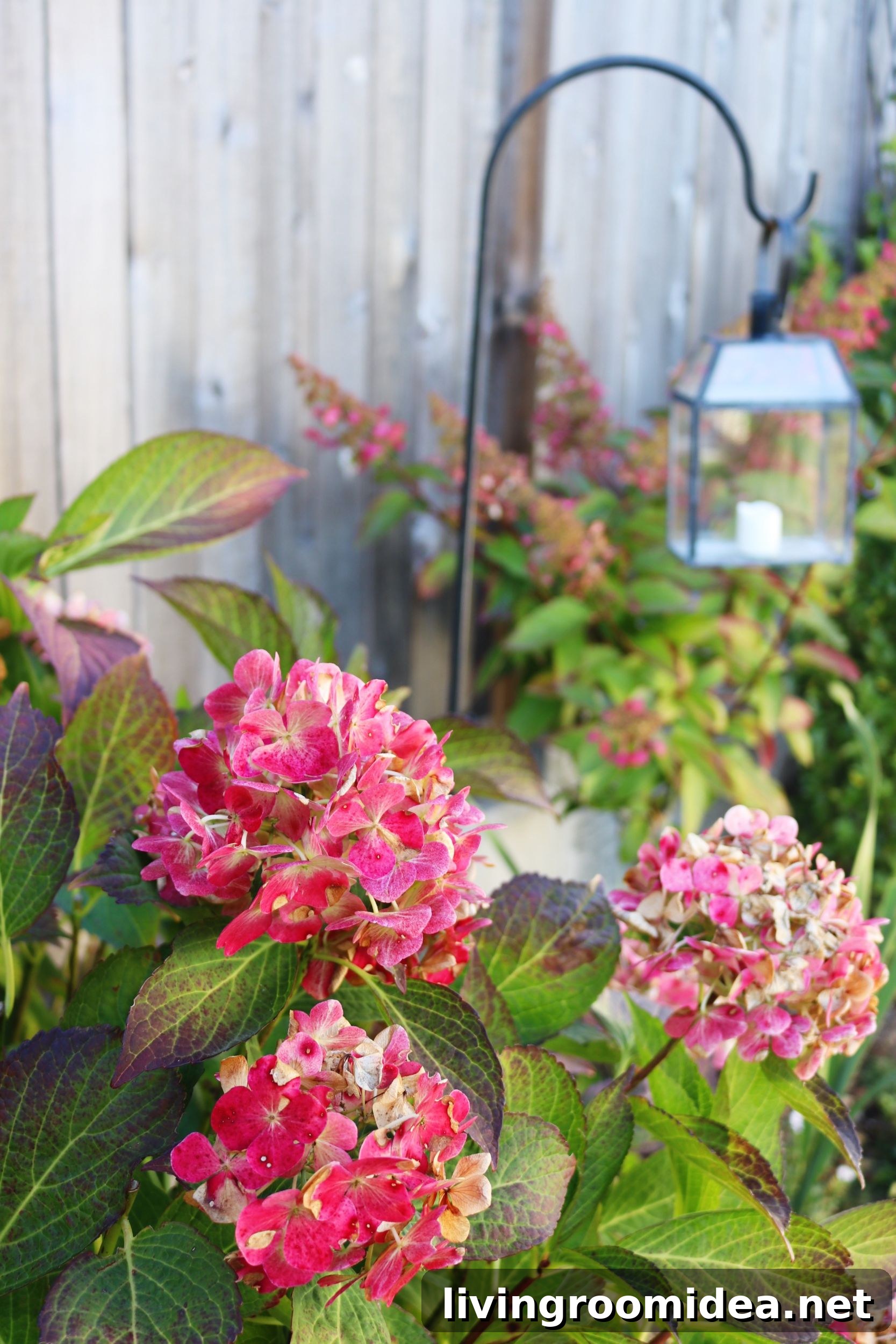 pink autumn hydrangeas