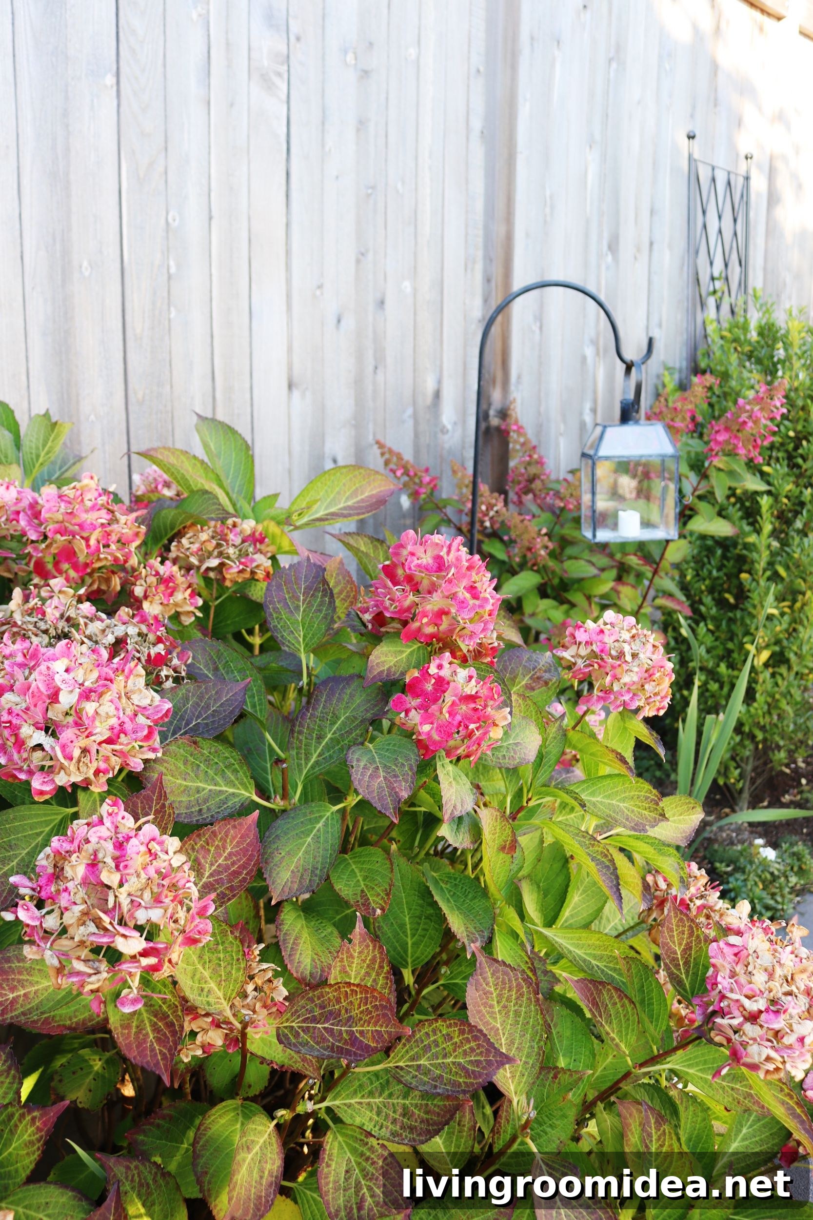 autumn hydrangeas + white picket gate