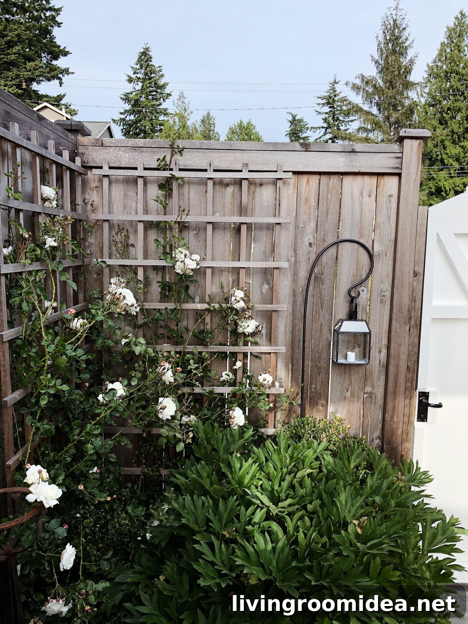 roses organic gardening