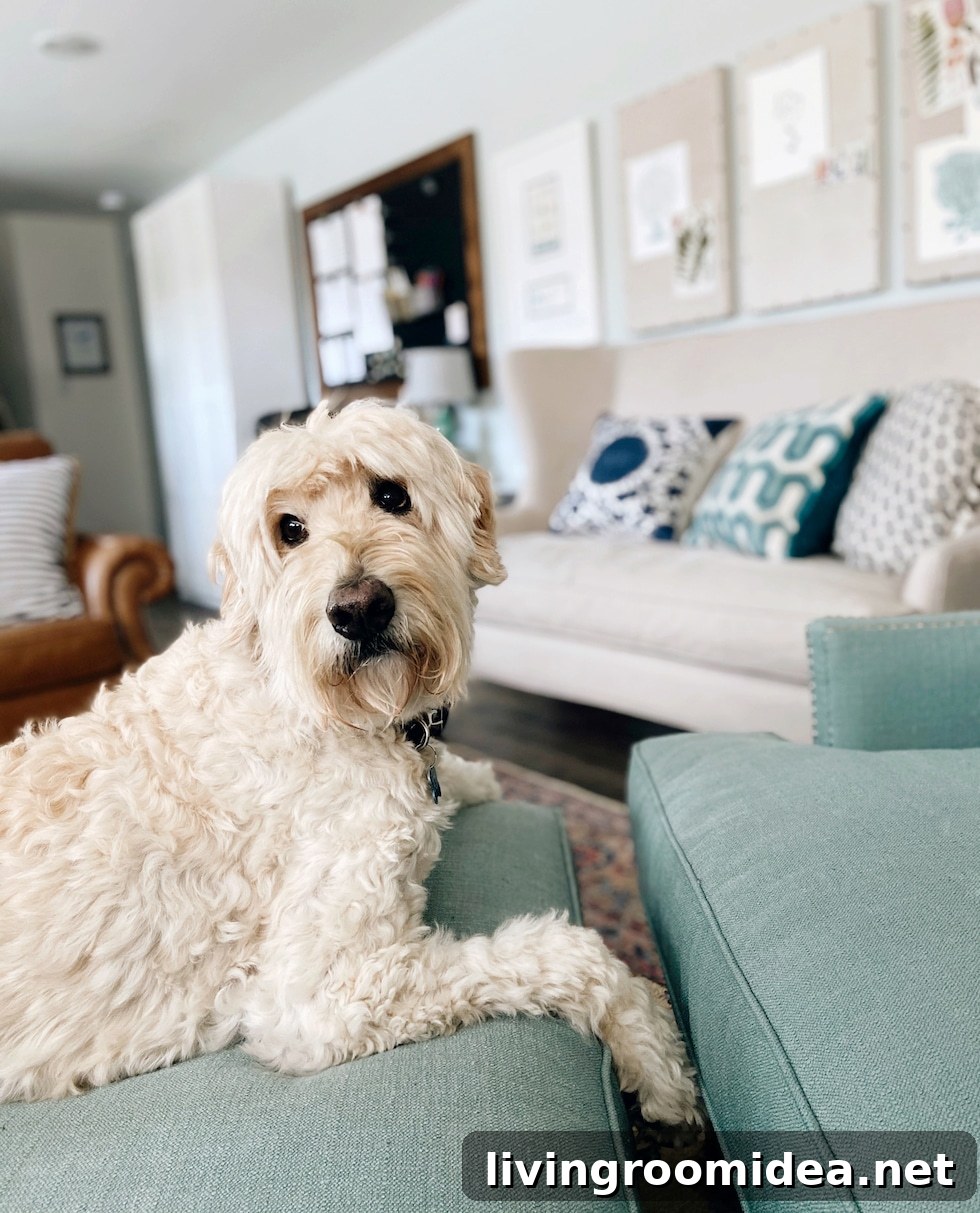 Life Lately: A Tour Inside Our Office and Recent Updates 7 Jack the Goldendoodle The Inspired Room