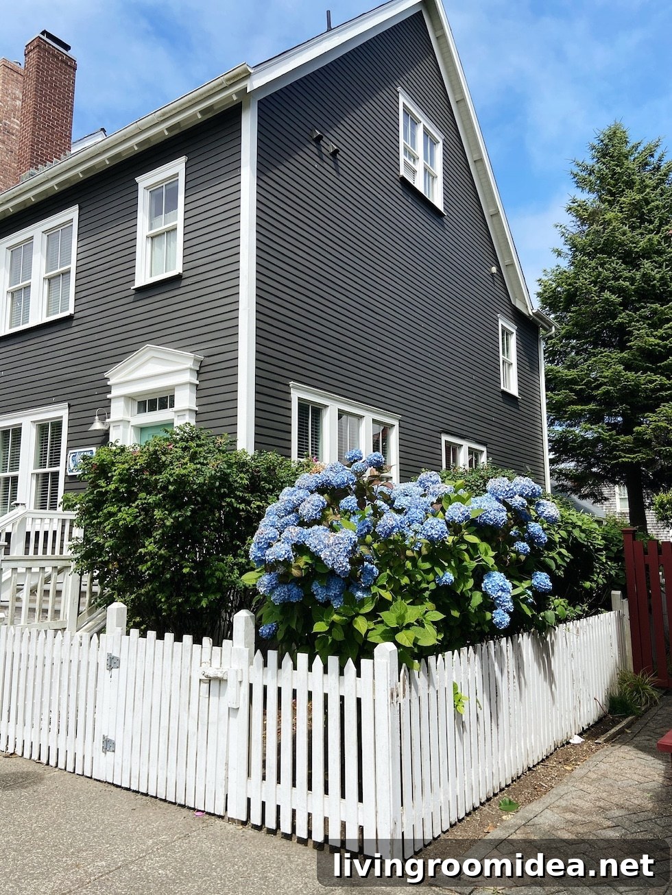 Black beach house, white picket fence with hyrdrangeas