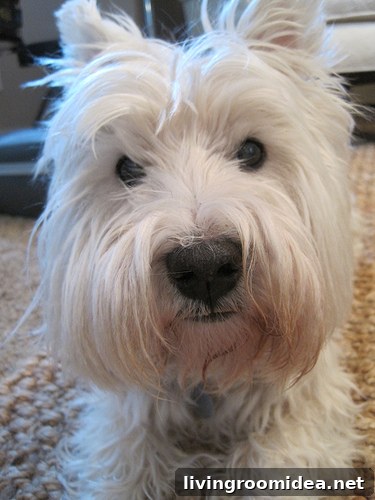westie-dog