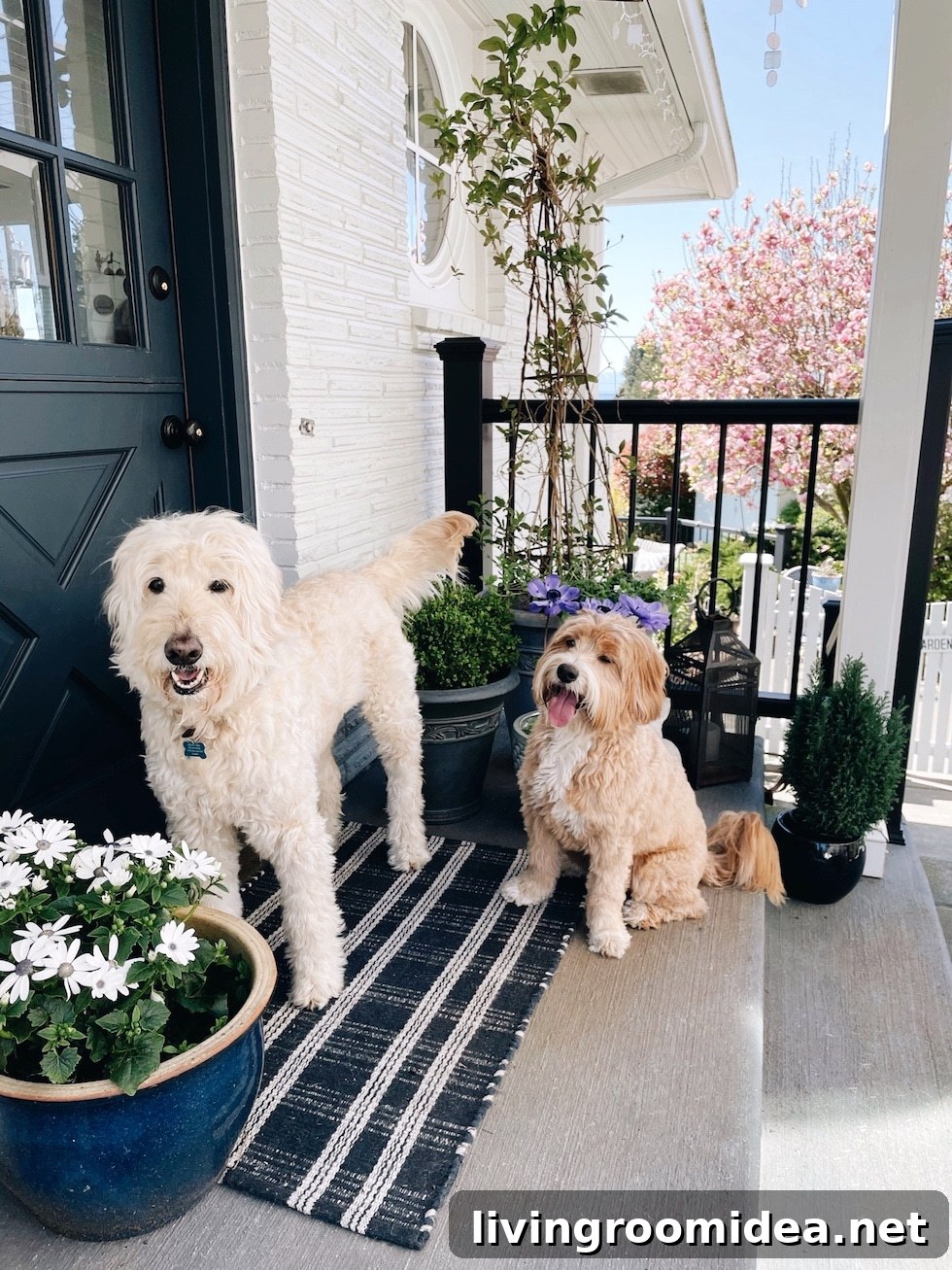 Life Lately: Dogs, Moving, and Our Growing Pack 2 img 134707 1 1