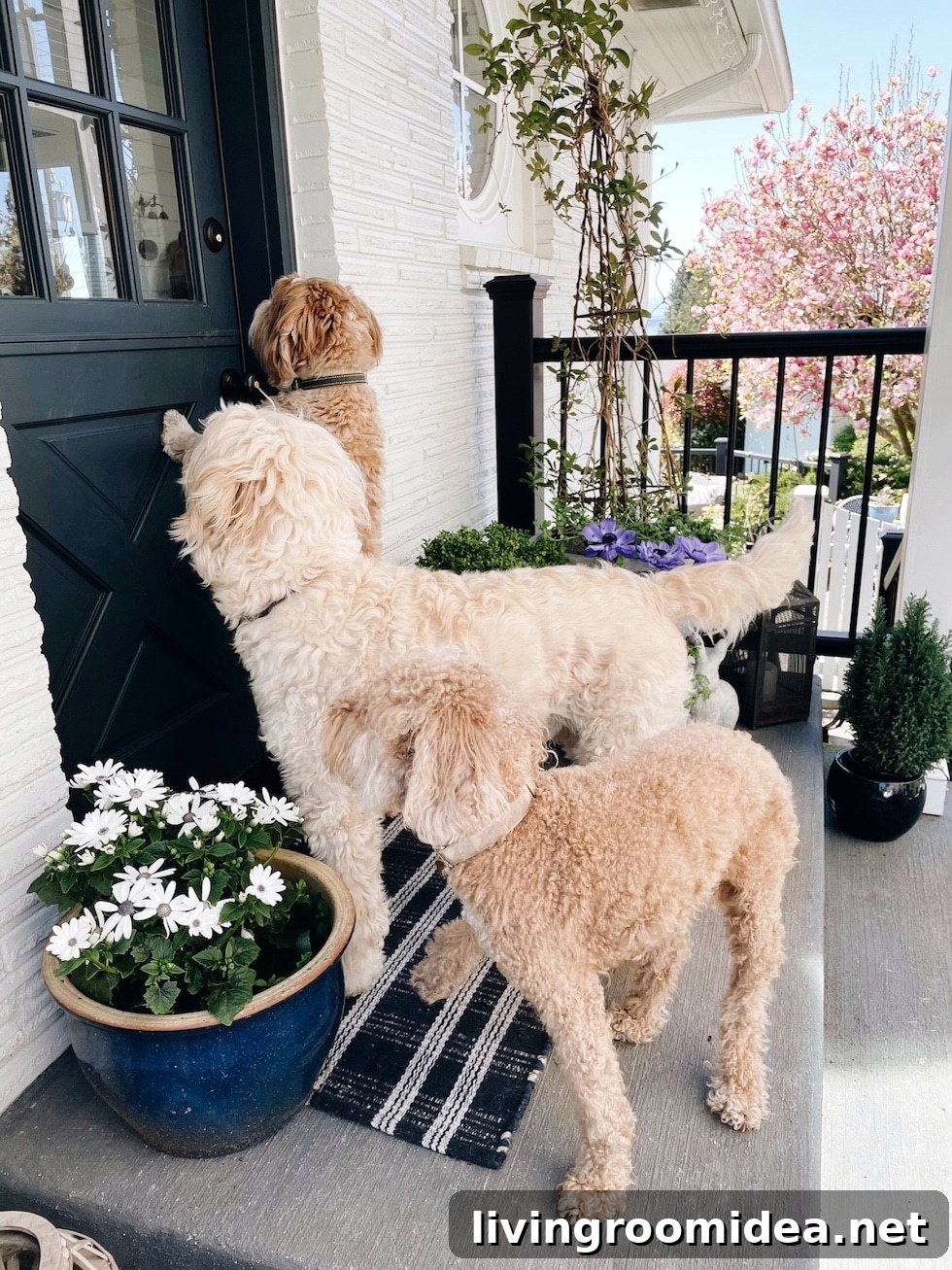 Life Lately: Dogs, Moving, and Our Growing Pack 4 img 134707 3 1