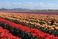 Roozengaarde Tulip Festival Guide: Visiting Washington’s Iconic Fields