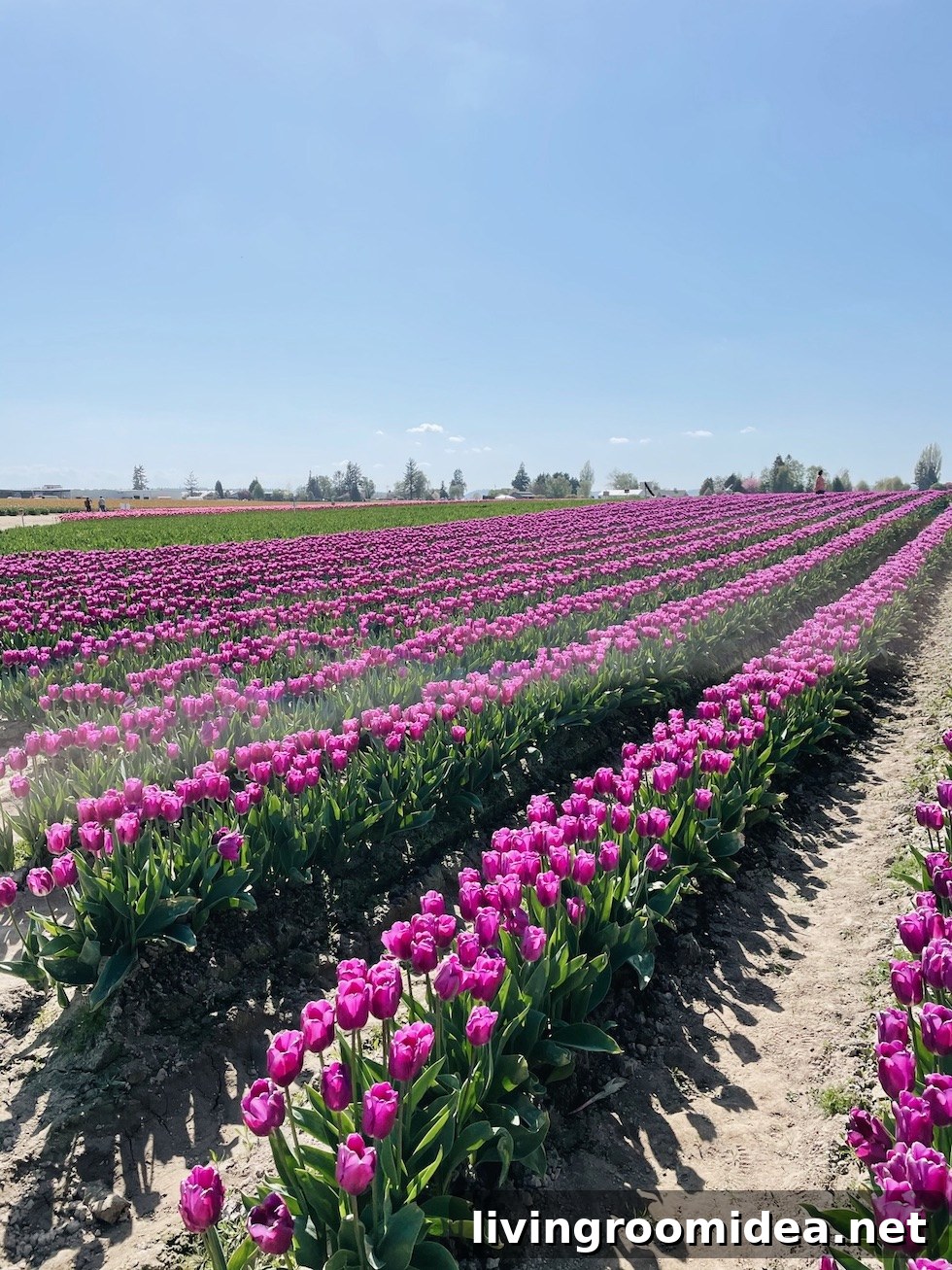 Roozengaarde Tulip Festival Guide: Visiting Washington’s Iconic Fields 13 img 134913 12