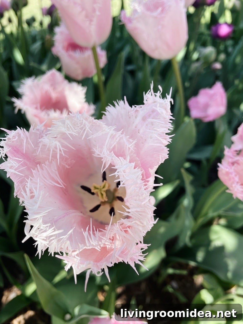 Roozengaarde Tulip Festival Guide: Visiting Washington’s Iconic Fields 15 img 134913 14