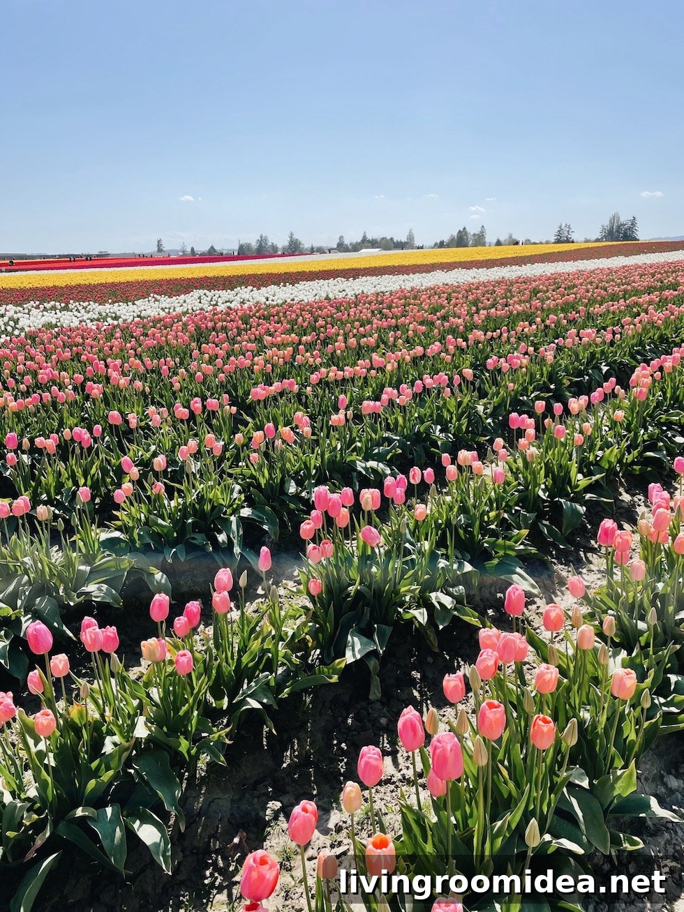 Roozengaarde Tulip Festival Guide: Visiting Washington’s Iconic Fields 22 img 134913 21