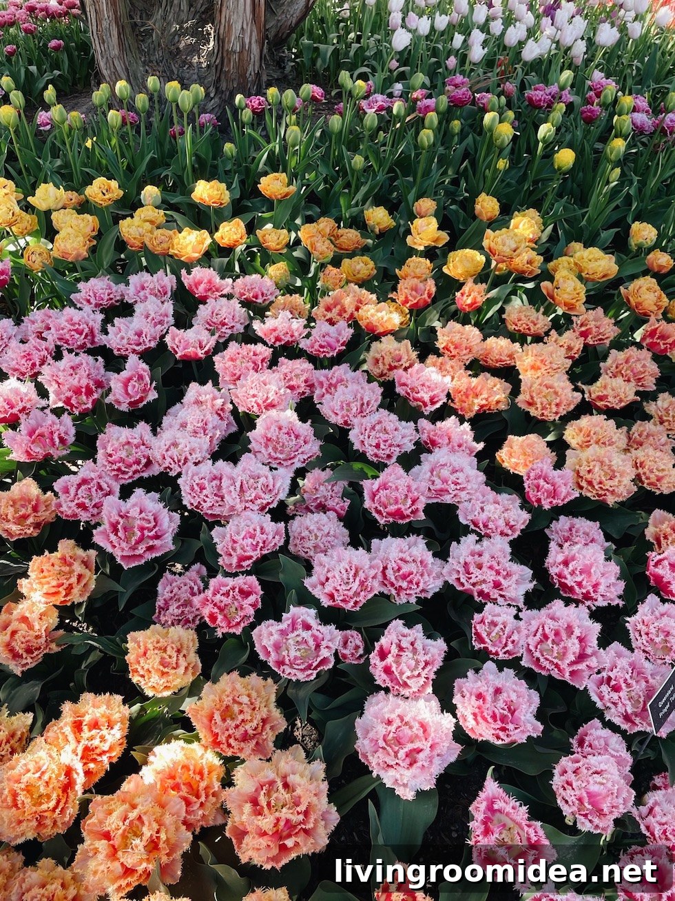 Roozengaarde Tulip Festival Guide: Visiting Washington’s Iconic Fields 23 img 134913 22