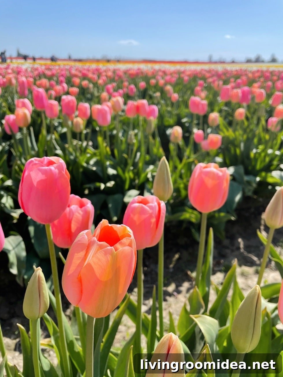 Roozengaarde Tulip Festival Guide: Visiting Washington’s Iconic Fields 6 img 134913 5