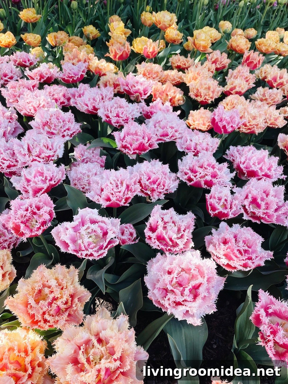 Roozengaarde Tulip Festival Guide: Visiting Washington’s Iconic Fields 7 img 134913 6