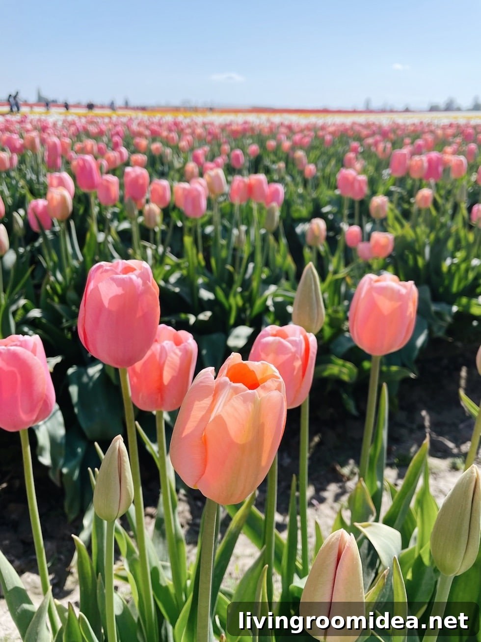 Roozengaarde Tulip Festival Guide: Visiting Washington’s Iconic Fields 8 img 134913 7