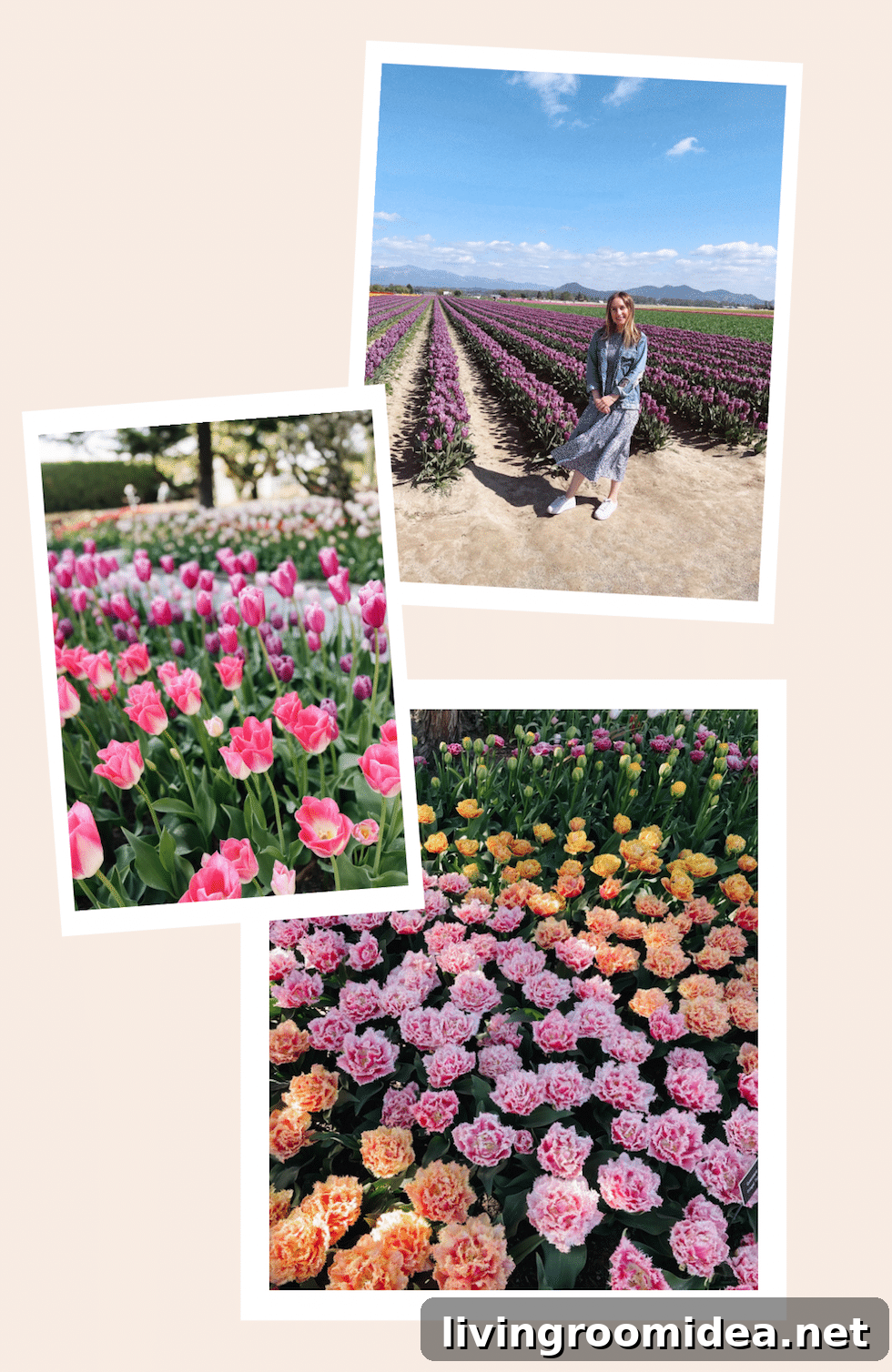 Roozengaarde Tulip Festival Guide: Visiting Washington’s Iconic Fields 9 img 134913 8