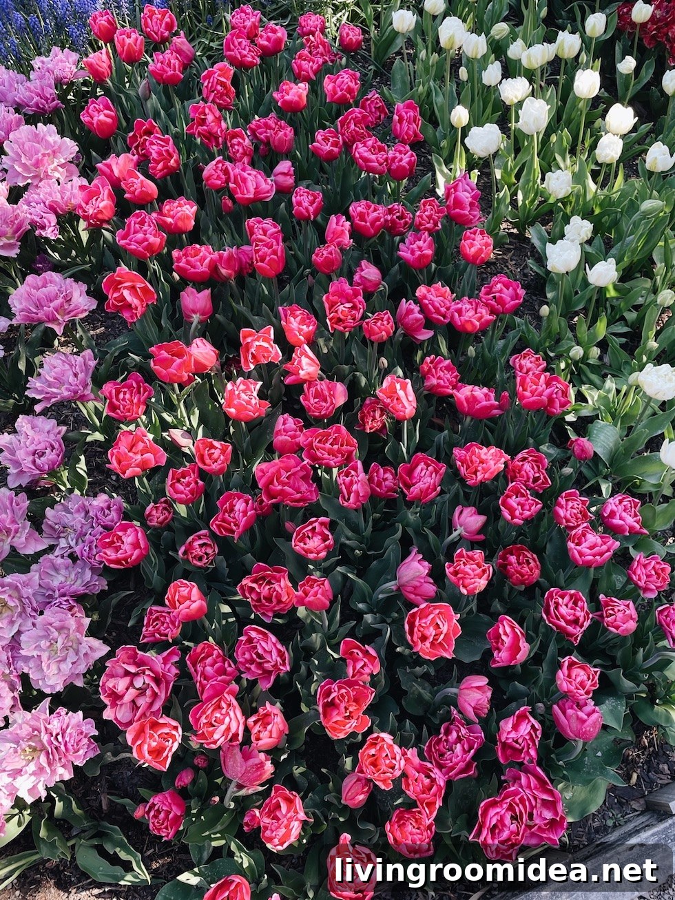 Roozengaarde Tulip Festival Guide: Visiting Washington’s Iconic Fields 10 img 134913 9