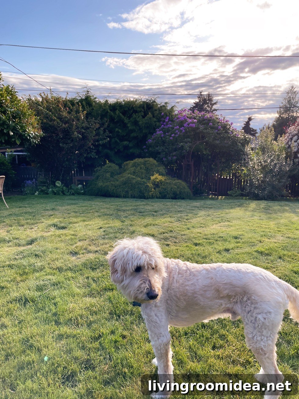 img 135265 18 1