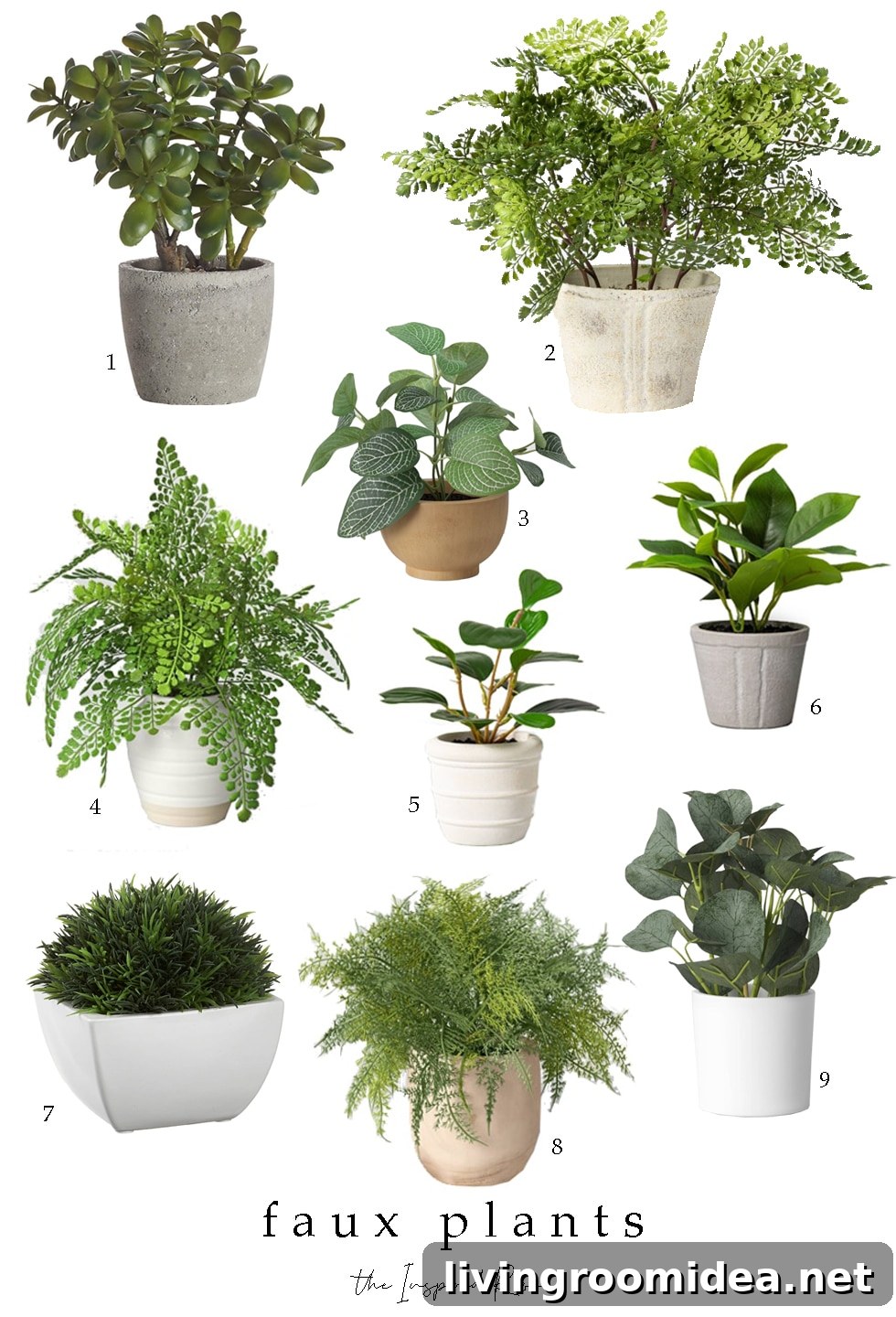 Unkillable Plants: How to Keep Hardy Houseplants Thriving 3 img 143041 2