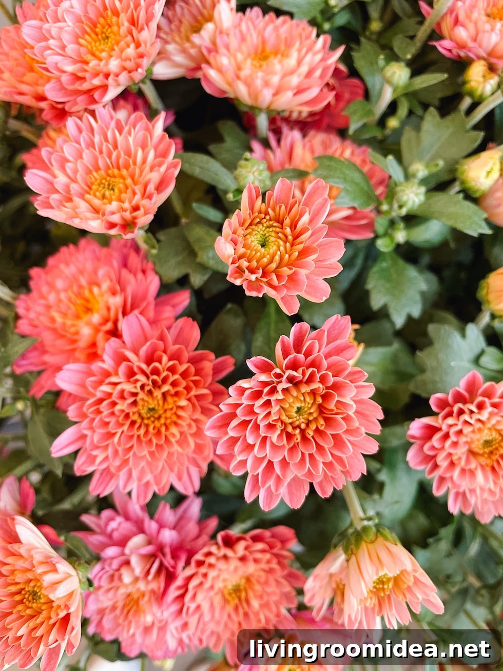 Dahlias