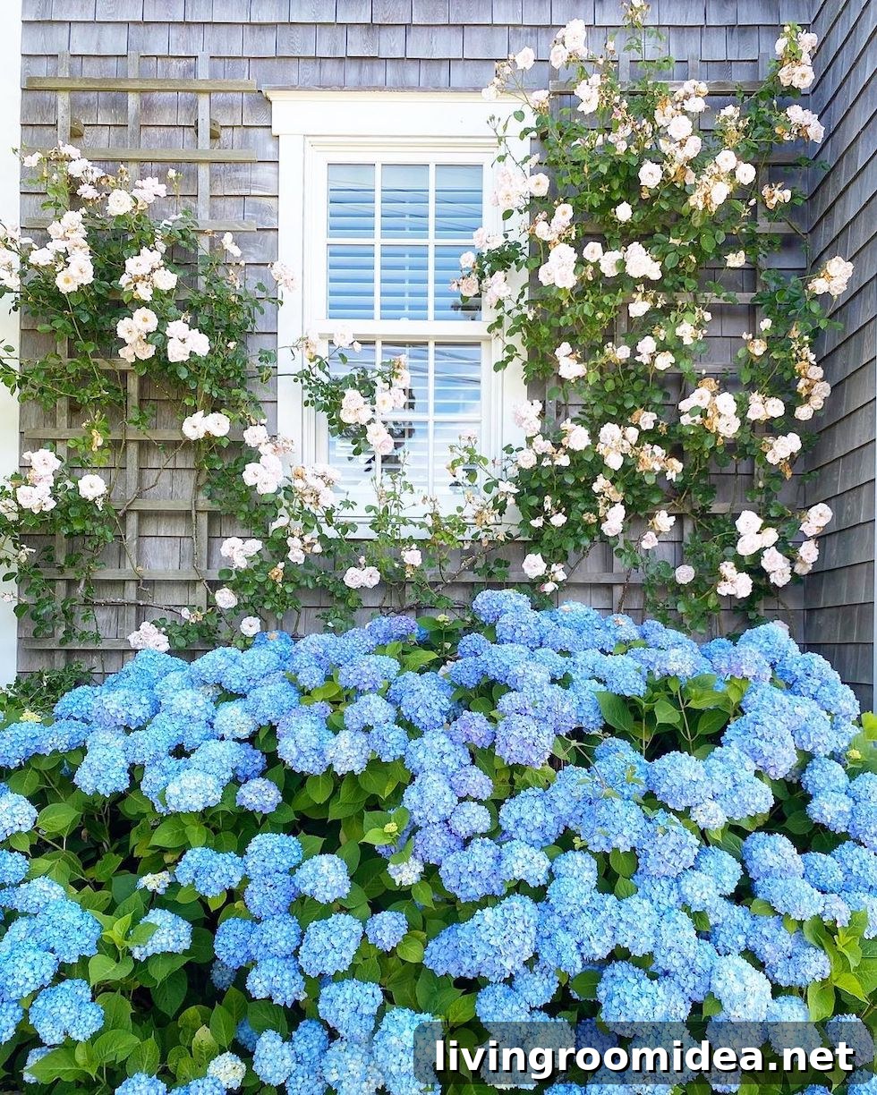 Climbing Roses: Sunday Garden Walks and Photo Scrolls 2 Climbing roses and hydrangeas