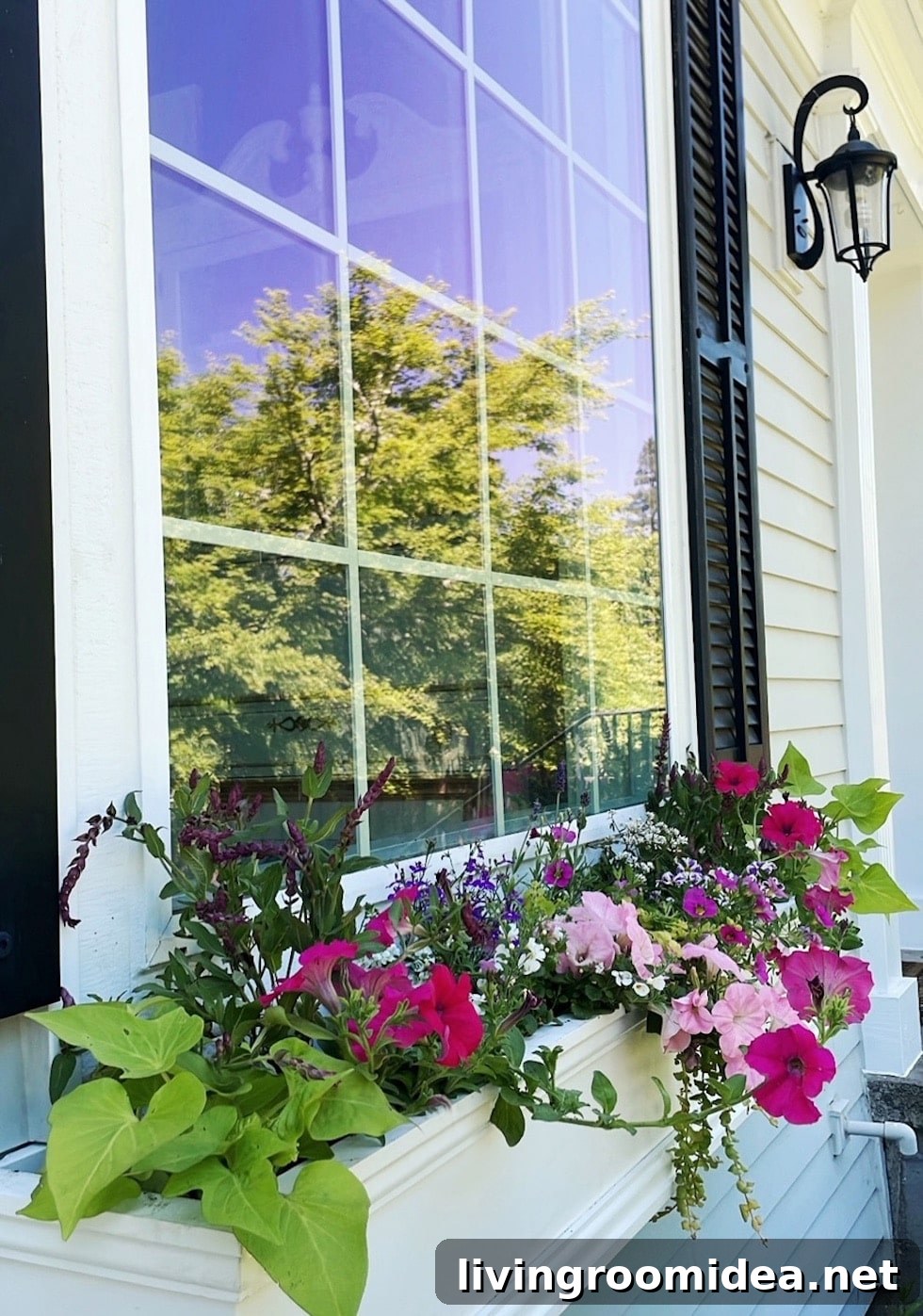 Summer window boxes