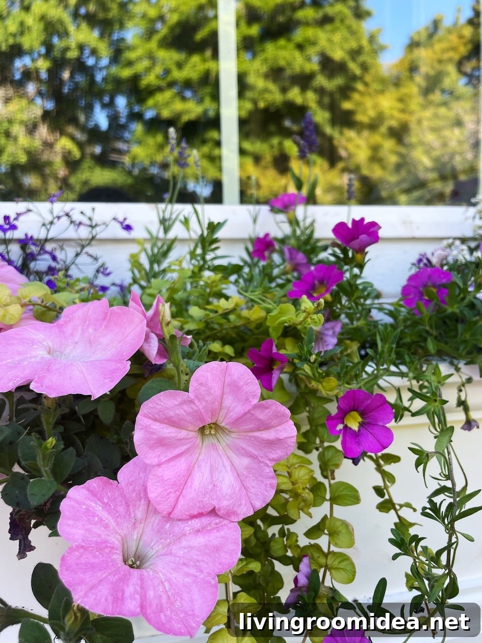 Summer window boxes with flowers